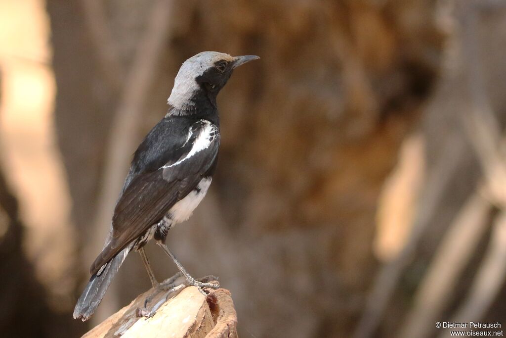 Mountain Wheatear male adult