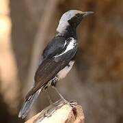 Mountain Wheatear