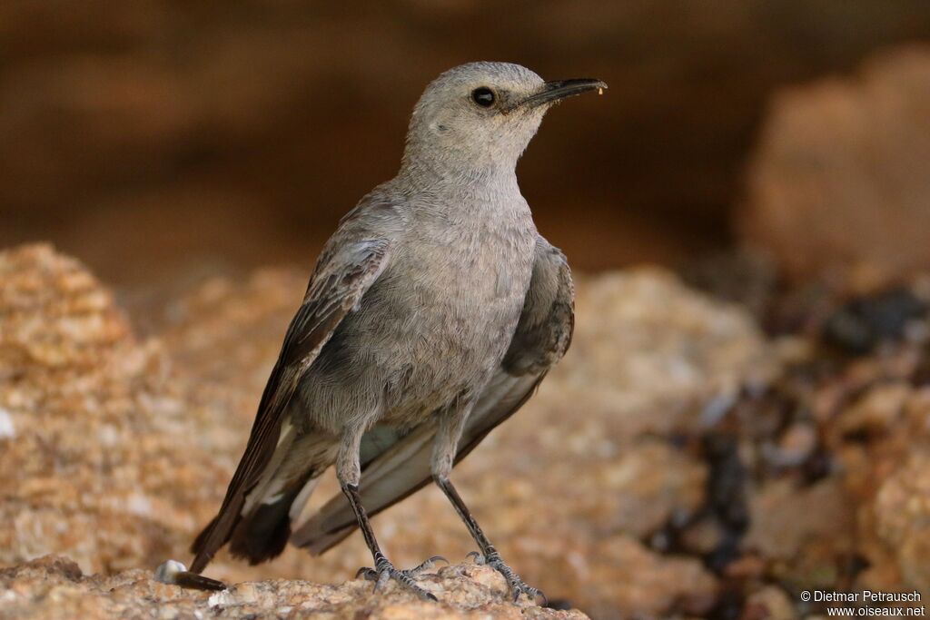 Mountain Wheatear male adult