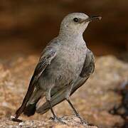 Mountain Wheatear