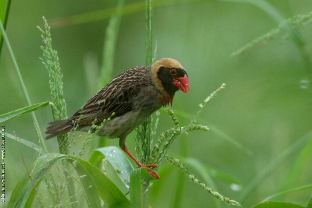 Red-billed Quelea male adult breeding