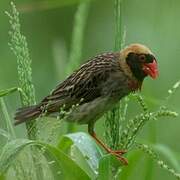 Red-billed Quelea