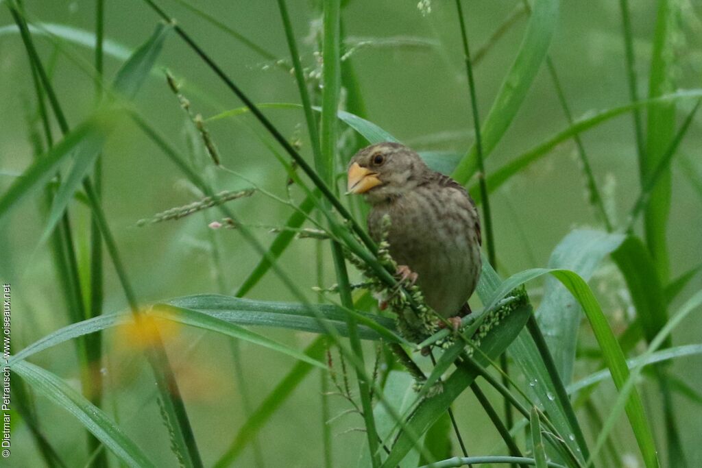 Red-billed Quelea female adult