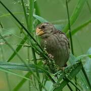 Red-billed Quelea