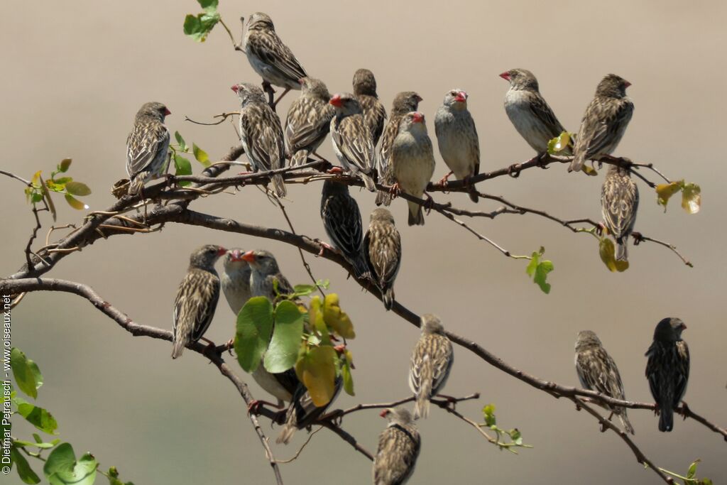 Red-billed Queleaadult post breeding