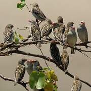 Red-billed Quelea