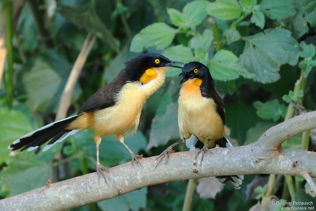 Black-capped Donacobiusadult