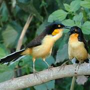 Black-capped Donacobius