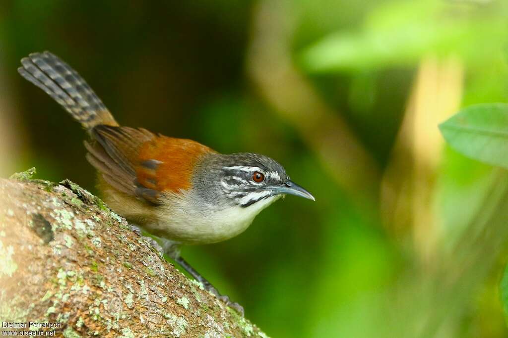 Troglodyte à moustachesadulte, identification