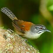 Moustached Wren