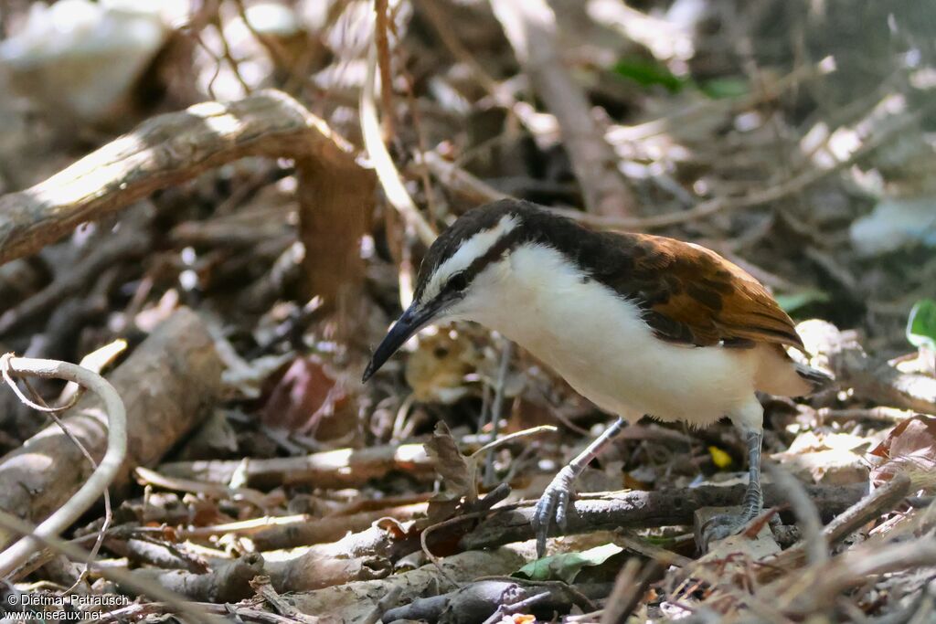 Bicolored Wren