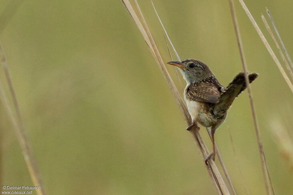 Grass Wrenadult