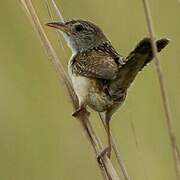 Grass Wren