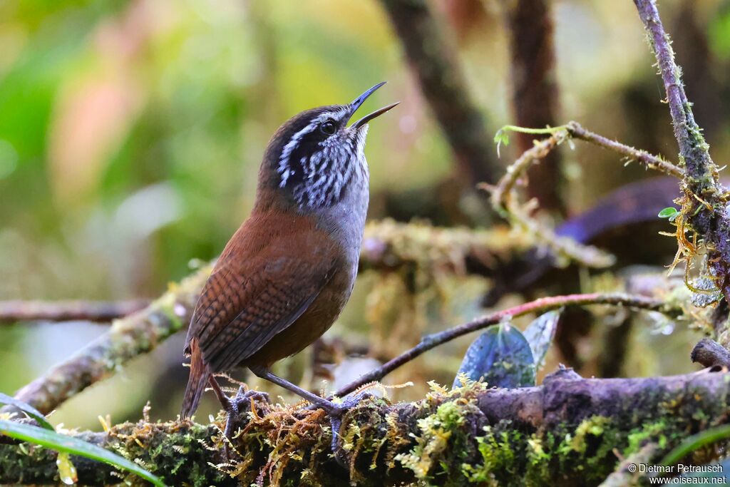 Troglodyte de Negretadulte, chant