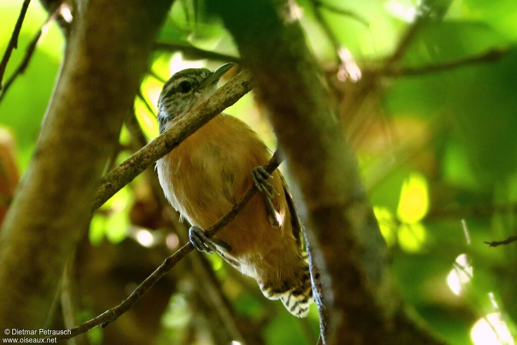 Fawn-breasted Wrenadult