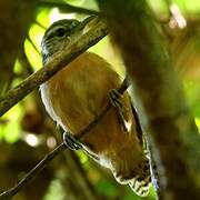 Fawn-breasted Wren