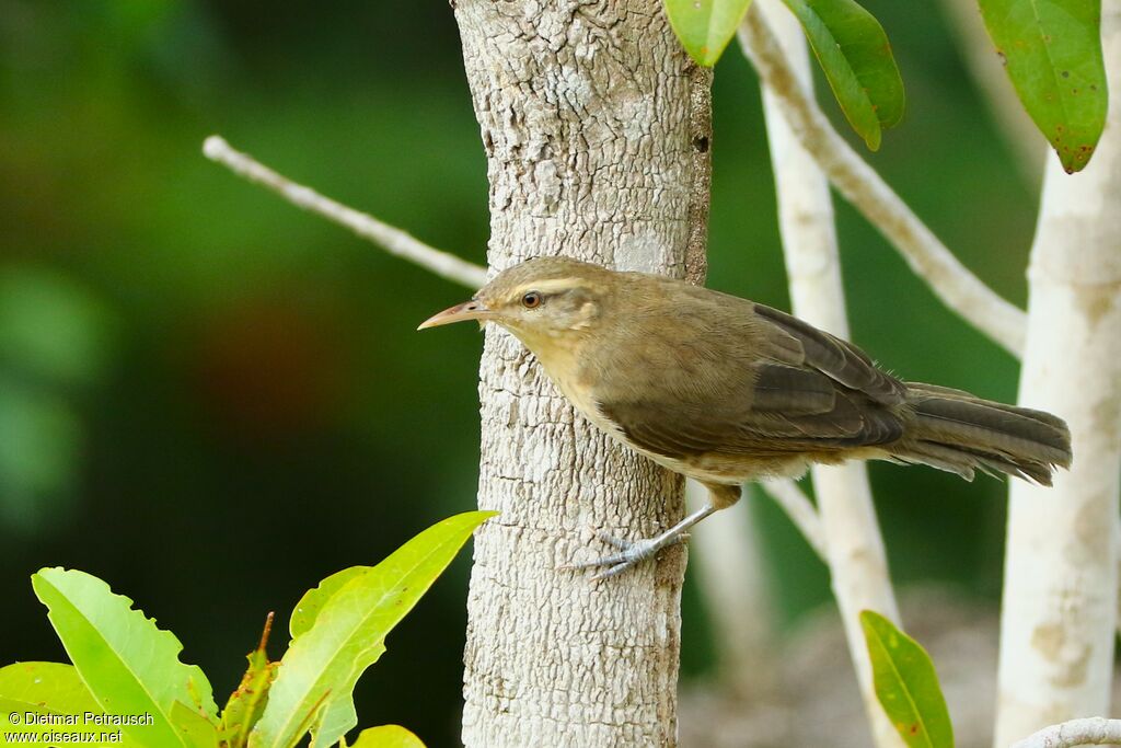 Thrush-like Wrenadult