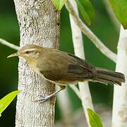 Thrush-like Wren