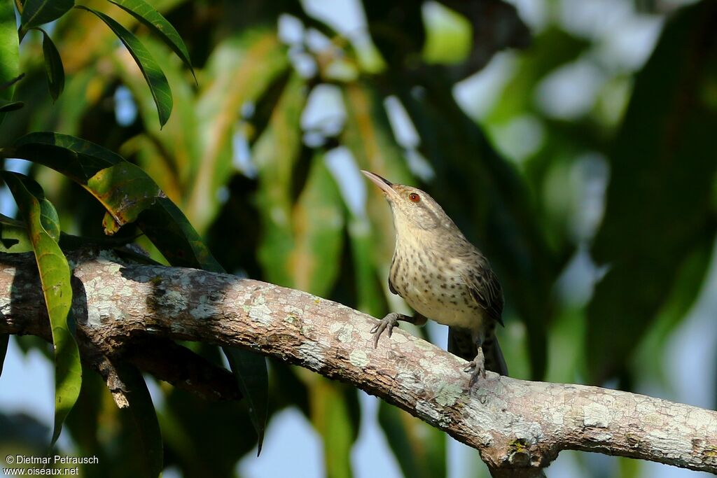 Thrush-like Wrenadult