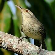 Thrush-like Wren