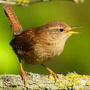 Troglodyte mignon