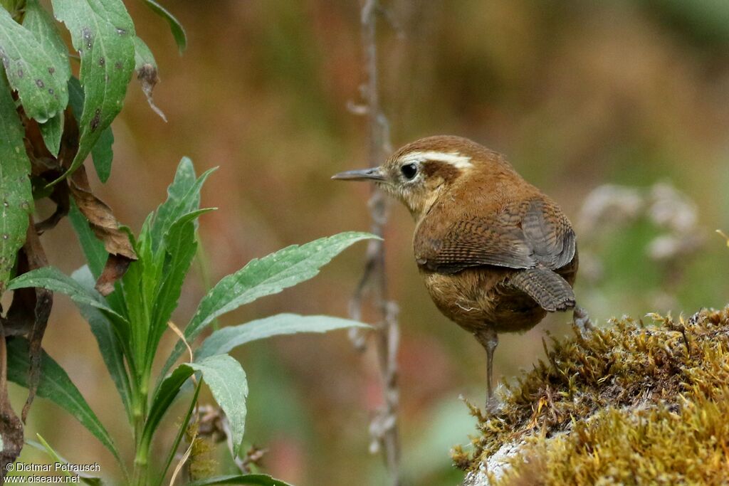 Mountain Wrenadult