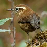 Mountain Wren