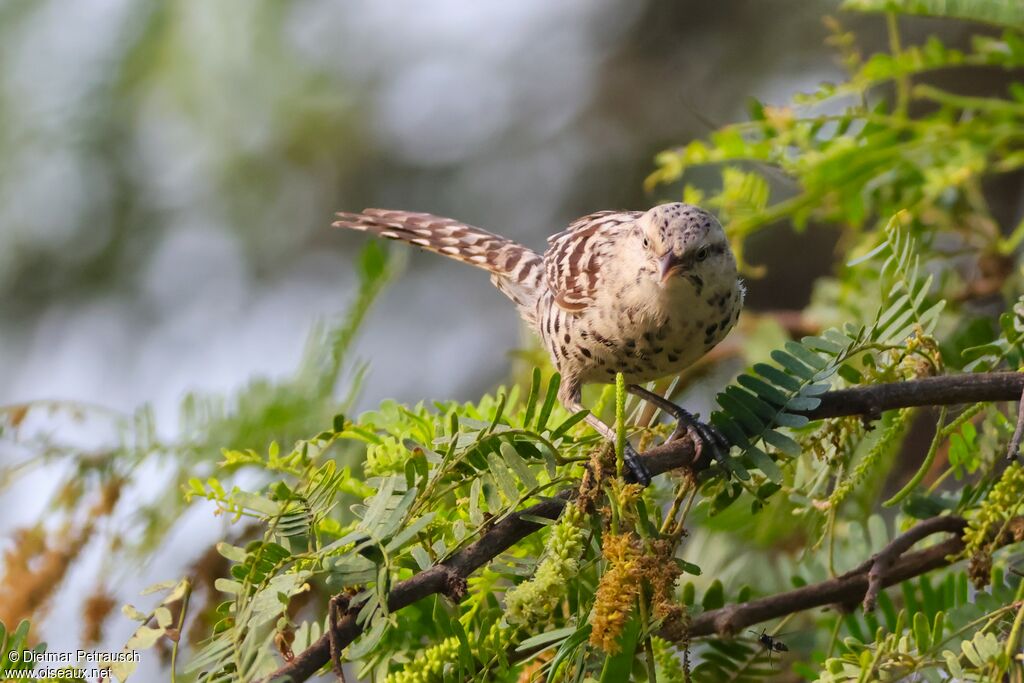 Troglodyte rayéadulte