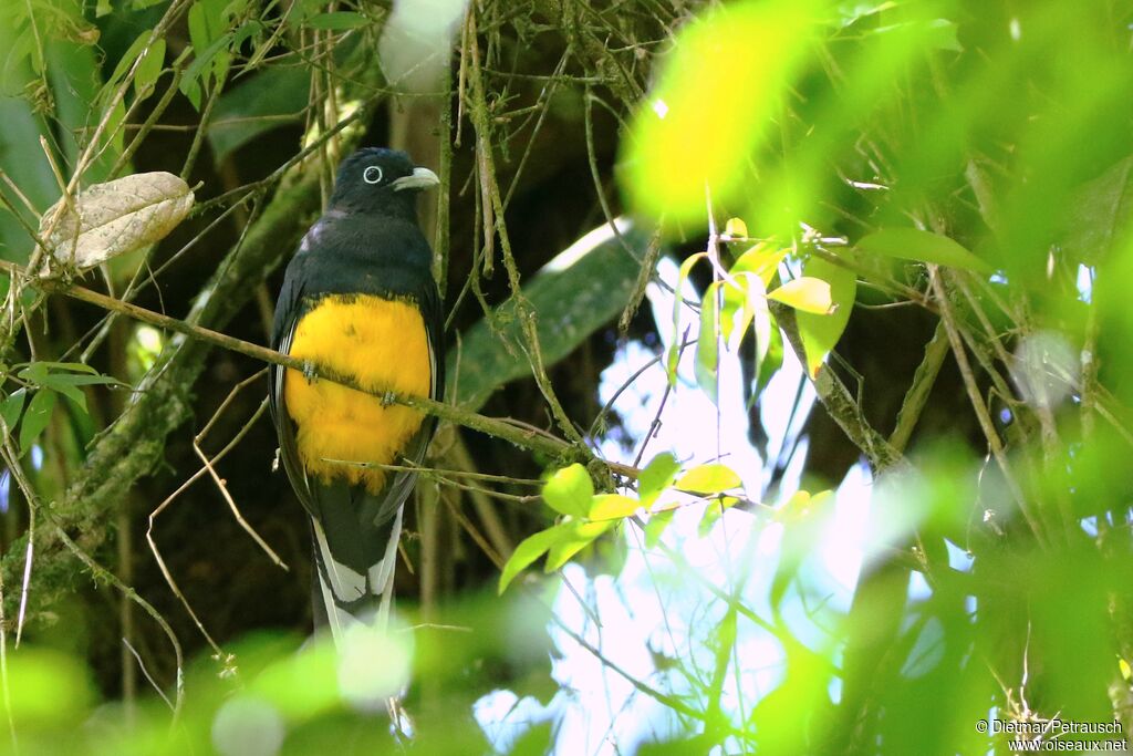 Trogon à queue blancheadulte