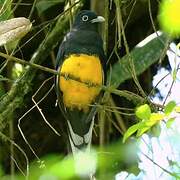 Green-backed Trogon