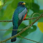 Black-tailed Trogon