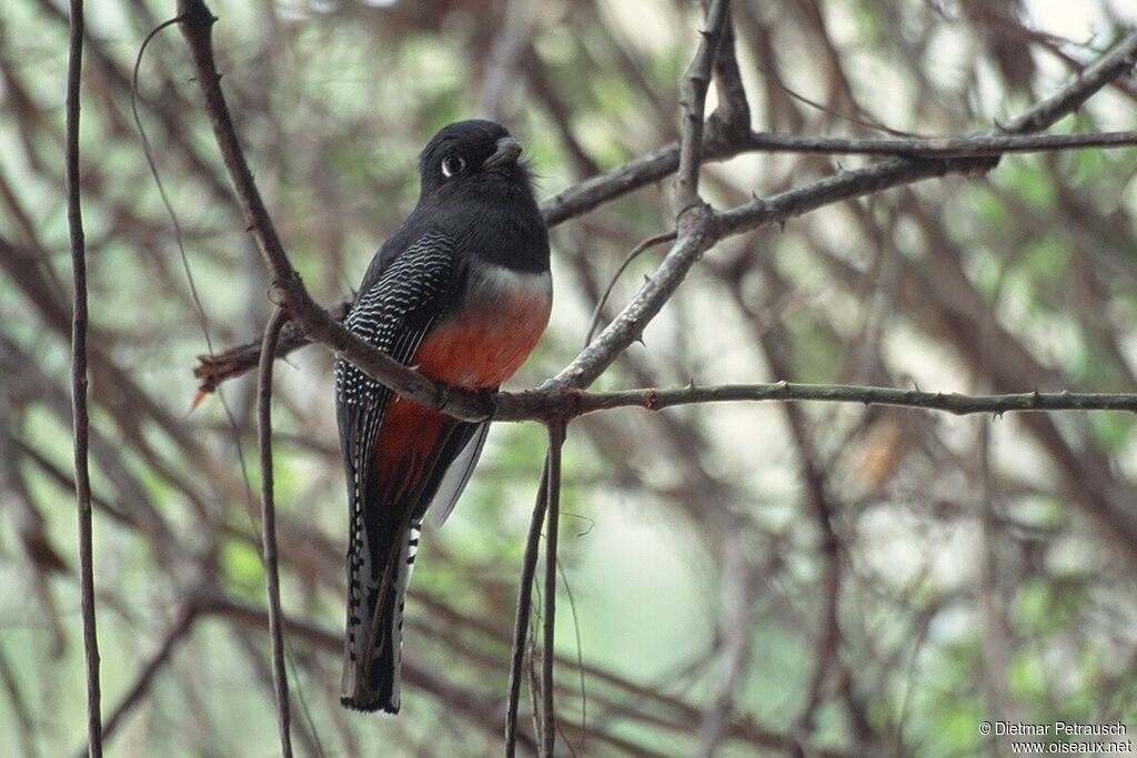 Trogon couroucou femelle adulte