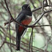 Blue-crowned Trogon