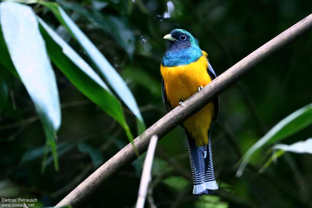 Atlantic Black-throated Trogonadult