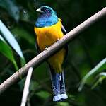 Trogon de Pelzeln