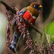 Trogon masqué