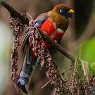 Trogon masqué