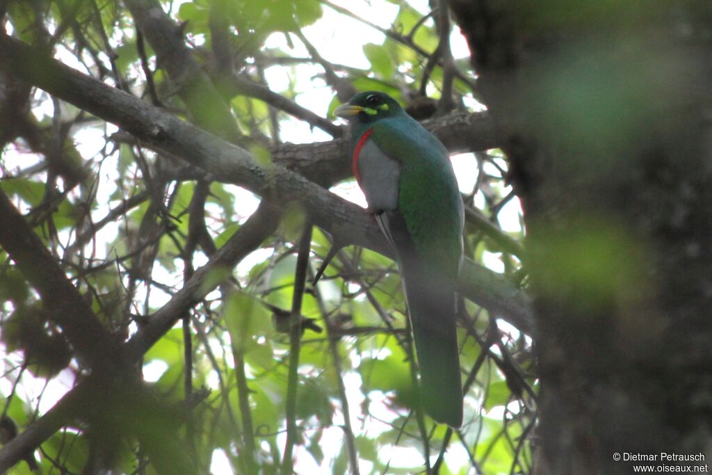 Trogon narina mâle adulte