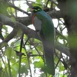 Trogon narina