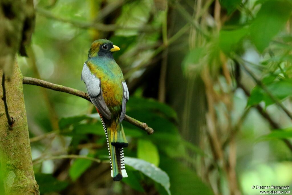 Collared Trogon male adult