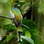 Trogon rosalba