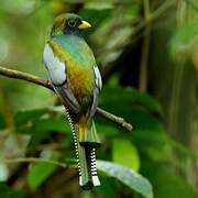 Collared Trogon