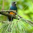 Trogon surucua