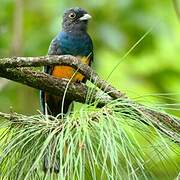 Trogon surucua