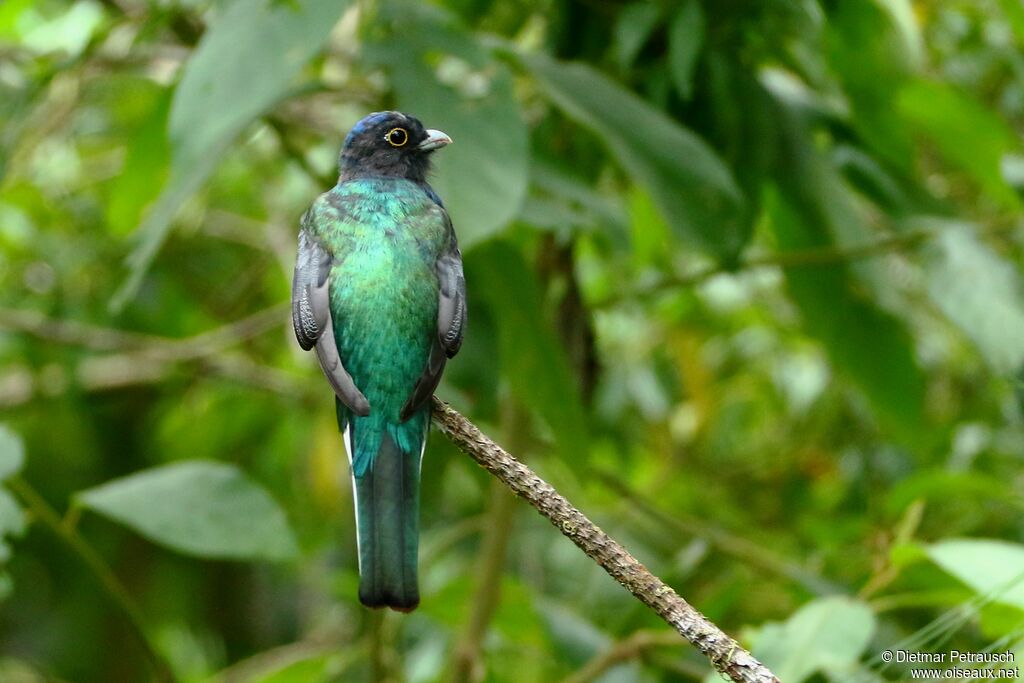 Trogon surucua mâle adulte