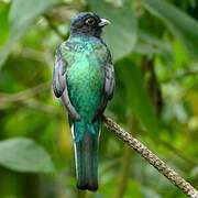 Trogon surucua