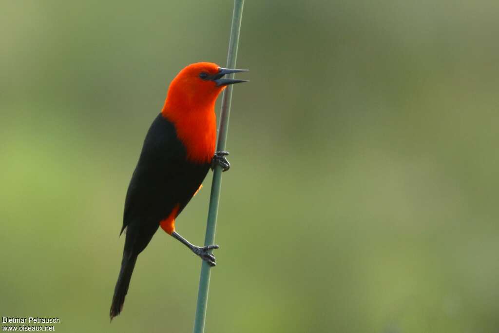 Scarlet-headed Blackbirdadult, identification