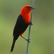 Scarlet-headed Blackbird