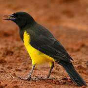 Yellow-rumped Marshbird