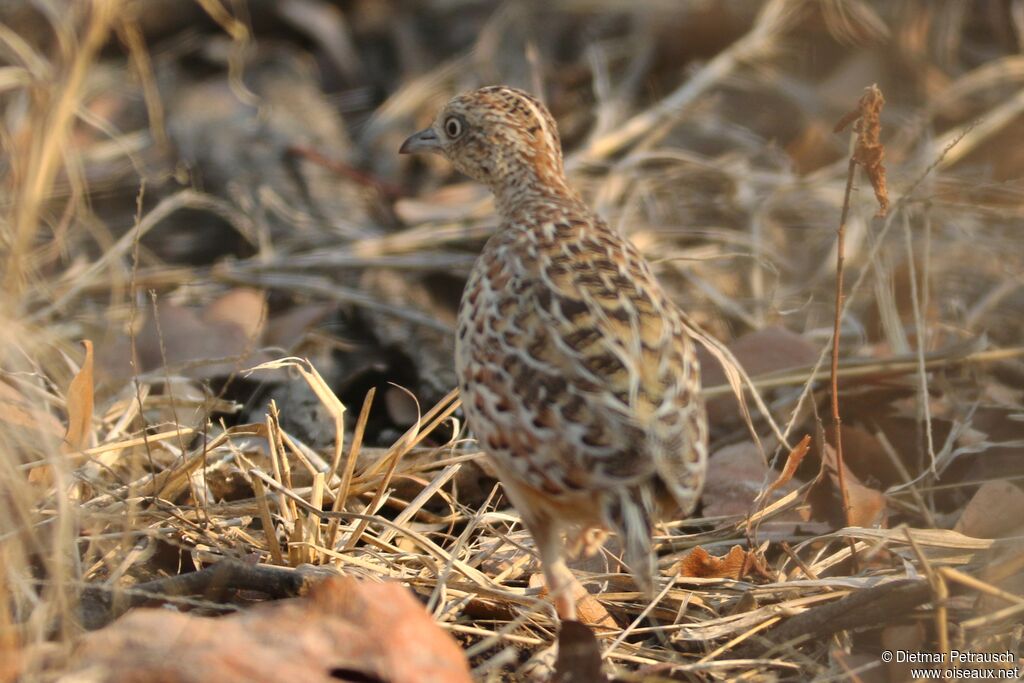 Common Buttonquailadult